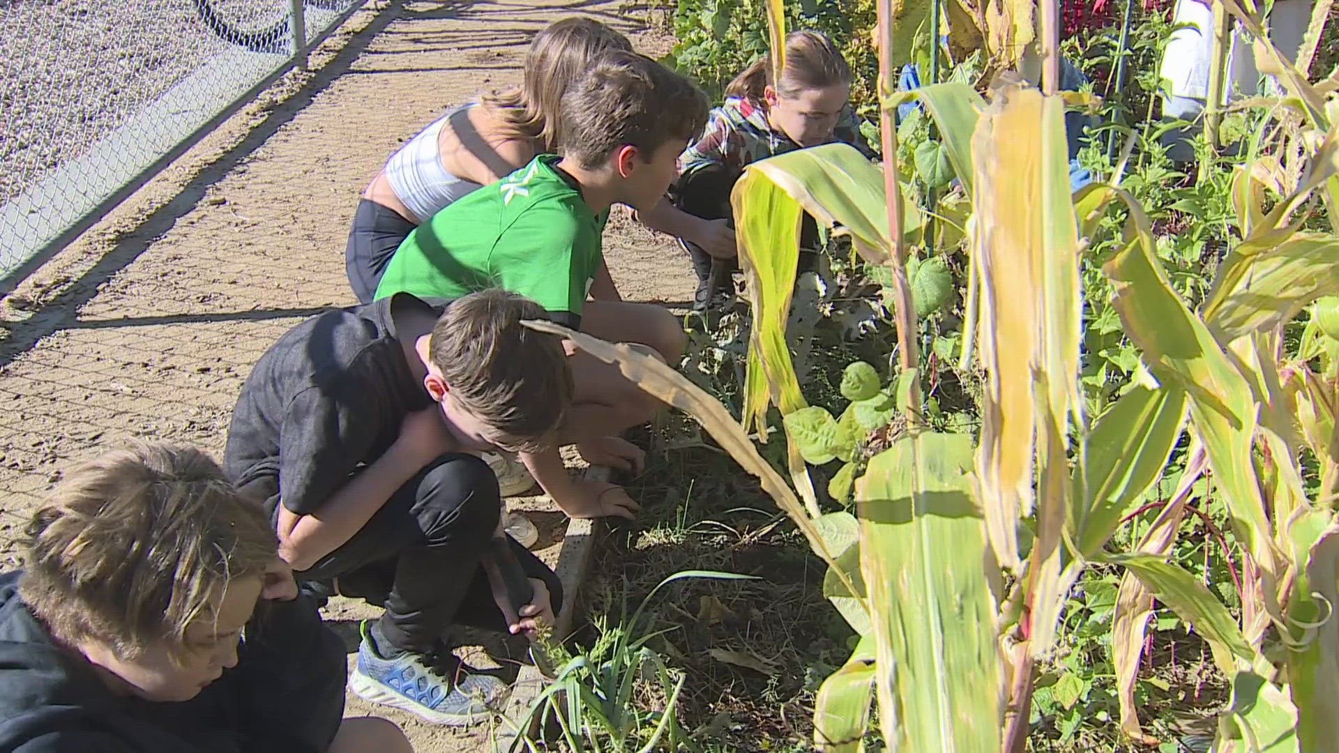 SustainEd Farms works closely with students in over 30 Denver schools to create working farm spaces.